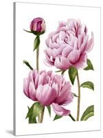 Winsome Peonies I-Grace Popp-Stretched Canvas