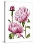 Winsome Peonies I-Grace Popp-Stretched Canvas