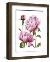 Winsome Peonies I-Grace Popp-Framed Art Print