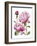 Winsome Peonies I-Grace Popp-Framed Art Print