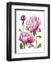 Winsome Peonies I-Grace Popp-Framed Art Print