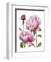 Winsome Peonies I-Grace Popp-Framed Art Print