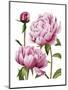 Winsome Peonies I-Grace Popp-Mounted Art Print