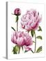 Winsome Peonies I-Grace Popp-Stretched Canvas