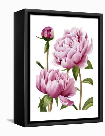 Winsome Peonies I-Grace Popp-Framed Stretched Canvas