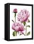 Winsome Peonies I-Grace Popp-Framed Stretched Canvas