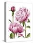 Winsome Peonies I-Grace Popp-Stretched Canvas