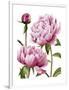 Winsome Peonies I-Grace Popp-Framed Art Print