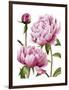 Winsome Peonies I-Grace Popp-Framed Art Print