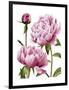 Winsome Peonies I-Grace Popp-Framed Art Print