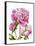 Winsome Peonies II-Grace Popp-Framed Stretched Canvas