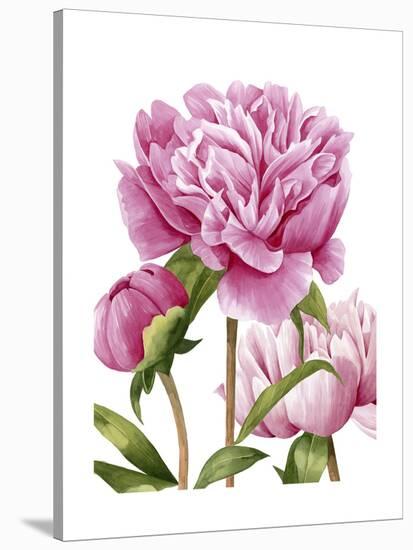 Winsome Peonies II-Grace Popp-Stretched Canvas