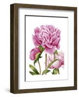 Winsome Peonies II-Grace Popp-Framed Art Print