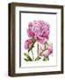 Winsome Peonies II-Grace Popp-Framed Art Print