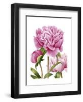 Winsome Peonies II-Grace Popp-Framed Art Print