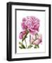 Winsome Peonies II-Grace Popp-Framed Art Print