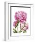 Winsome Peonies II-Grace Popp-Framed Art Print