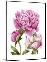 Winsome Peonies II-Grace Popp-Mounted Art Print