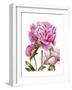 Winsome Peonies II-Grace Popp-Framed Art Print