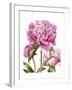 Winsome Peonies II-Grace Popp-Framed Art Print