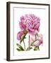 Winsome Peonies II-Grace Popp-Framed Art Print