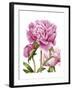 Winsome Peonies II-Grace Popp-Framed Art Print