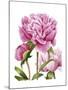 Winsome Peonies II-Grace Popp-Mounted Art Print