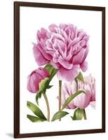 Winsome Peonies II-Grace Popp-Framed Art Print