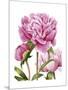 Winsome Peonies II-Grace Popp-Mounted Art Print