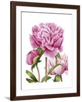 Winsome Peonies II-Grace Popp-Framed Art Print