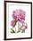 Winsome Peonies II-Grace Popp-Framed Art Print