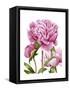 Winsome Peonies II-Grace Popp-Framed Stretched Canvas