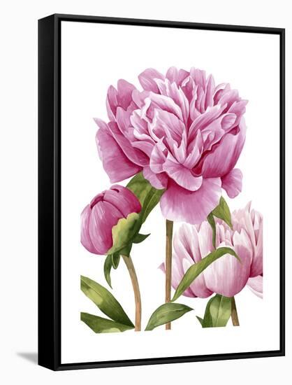 Winsome Peonies II-Grace Popp-Framed Stretched Canvas