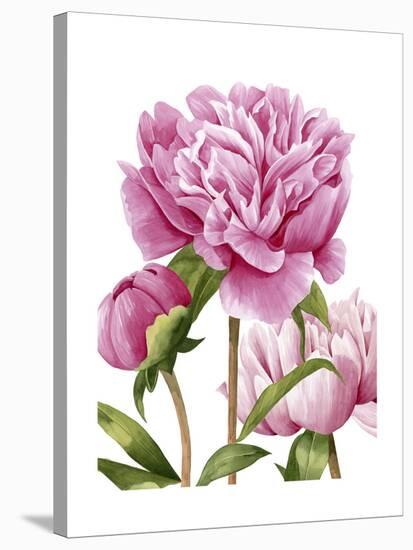 Winsome Peonies II-Grace Popp-Stretched Canvas