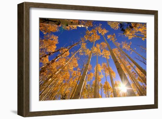 Winter Aspens-Dale O’Dell-Framed Photographic Print