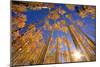 Winter Aspens-Dale O’Dell-Mounted Photographic Print