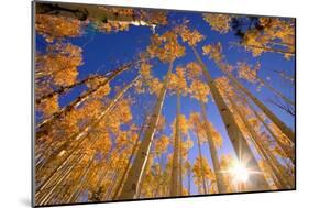 Winter Aspens-Dale O’Dell-Mounted Photographic Print