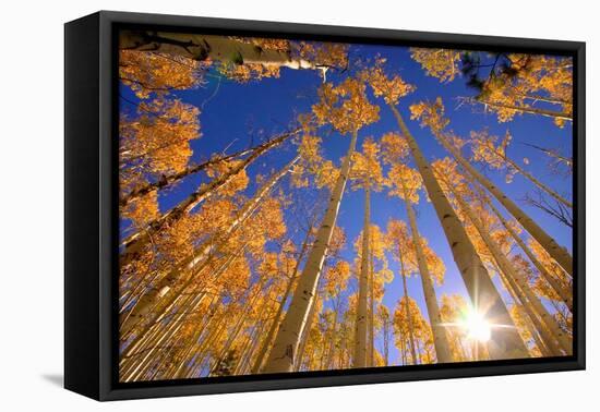 Winter Aspens-Dale O’Dell-Framed Stretched Canvas