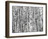 Winter Aspens-Roderick E. Stevens-Framed Giclee Print