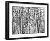 Winter Aspens-Roderick E. Stevens-Framed Giclee Print