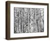 Winter Aspens-Roderick E. Stevens-Framed Giclee Print
