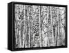 Winter Aspens-Roderick E. Stevens-Framed Stretched Canvas