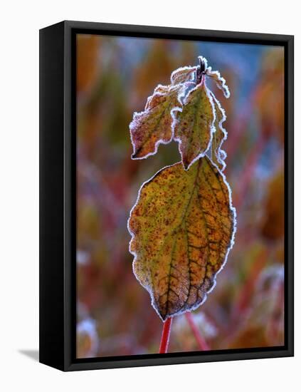 Winter Beauty' Rimmed Frost on Common Dogwood-null-Framed Stretched Canvas