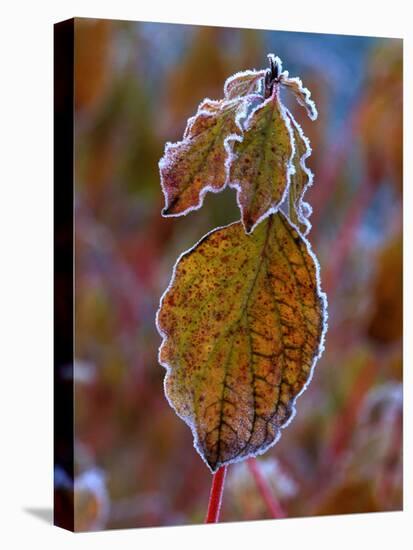 Winter Beauty' Rimmed Frost on Common Dogwood-null-Stretched Canvas