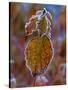 Winter Beauty' Rimmed Frost on Common Dogwood-null-Stretched Canvas