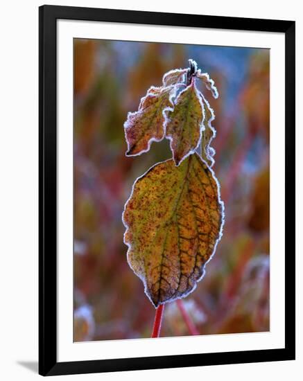Winter Beauty' Rimmed Frost on Common Dogwood-null-Framed Photographic Print
