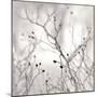 Winter Berries-Nicholas Bell-Mounted Photographic Print