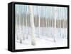 Winter Birch-Wellington Studio-Framed Stretched Canvas