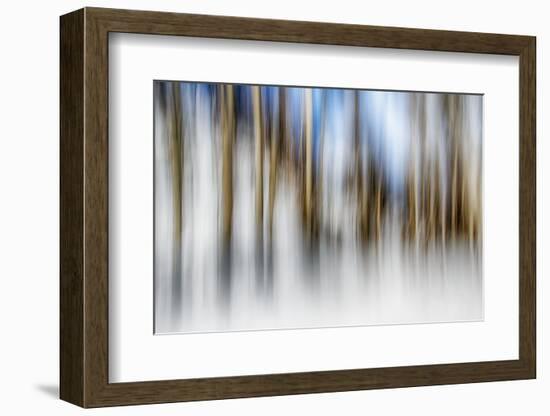 Winter Birches-Ursula Abresch-Framed Photographic Print