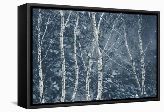 Winter Birches-Doug Chinnery-Framed Stretched Canvas